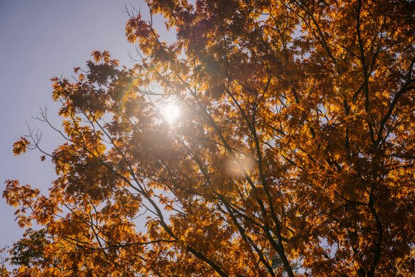 October Sunday Yoga for All