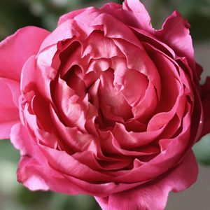 June Sunday Yoga for All