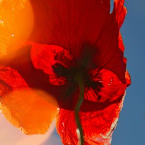 July Sunday Yoga for All
